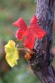 Photo Gallery