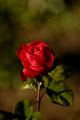 Photo Gallery