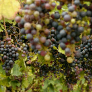 Wine 80